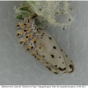 mel triv fascelis pupa1 volg3